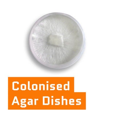 Agar Dishes