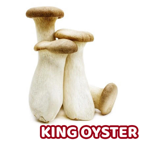 King Oyster Liquid Culture Syringe 12ml or 22ml