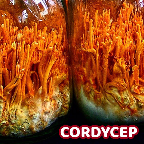 Cordycep Liquid Culture Syringe 12ml or 22ml