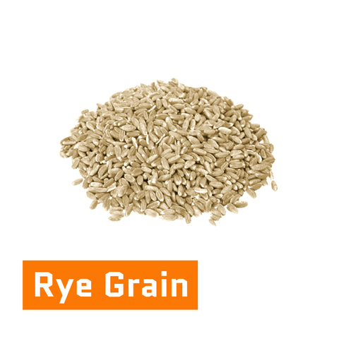 Rye Grain Seeds