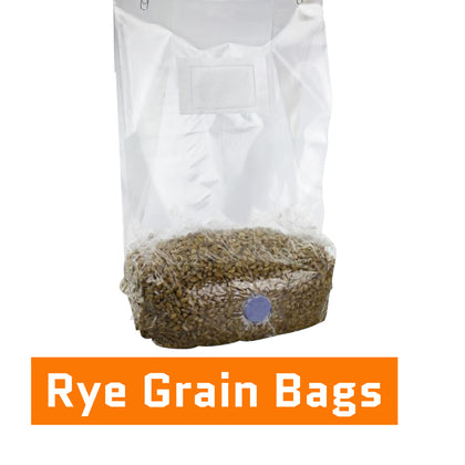 Rye Grain Bags (Hydrated & Sterilised)